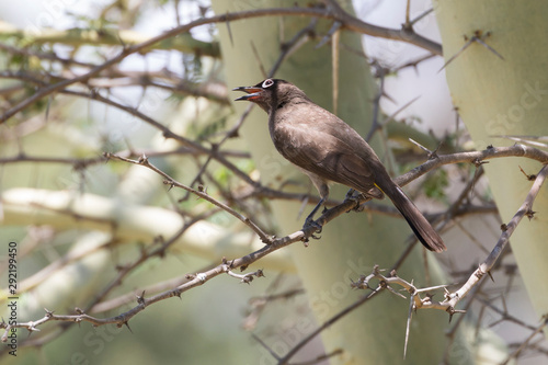 Cape Bulbul, Pycnonotus capensis, perched on branch of Acacia tree singing, Western Cape, South Africa © gozzoli