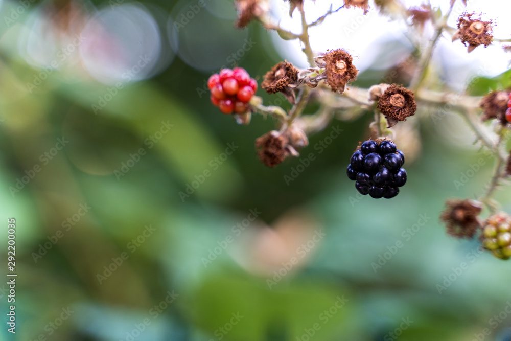 A single ripe blackberry is together with a non ripe and others fallen off A single ripe blackberry is together with a non ripe and others fallen off