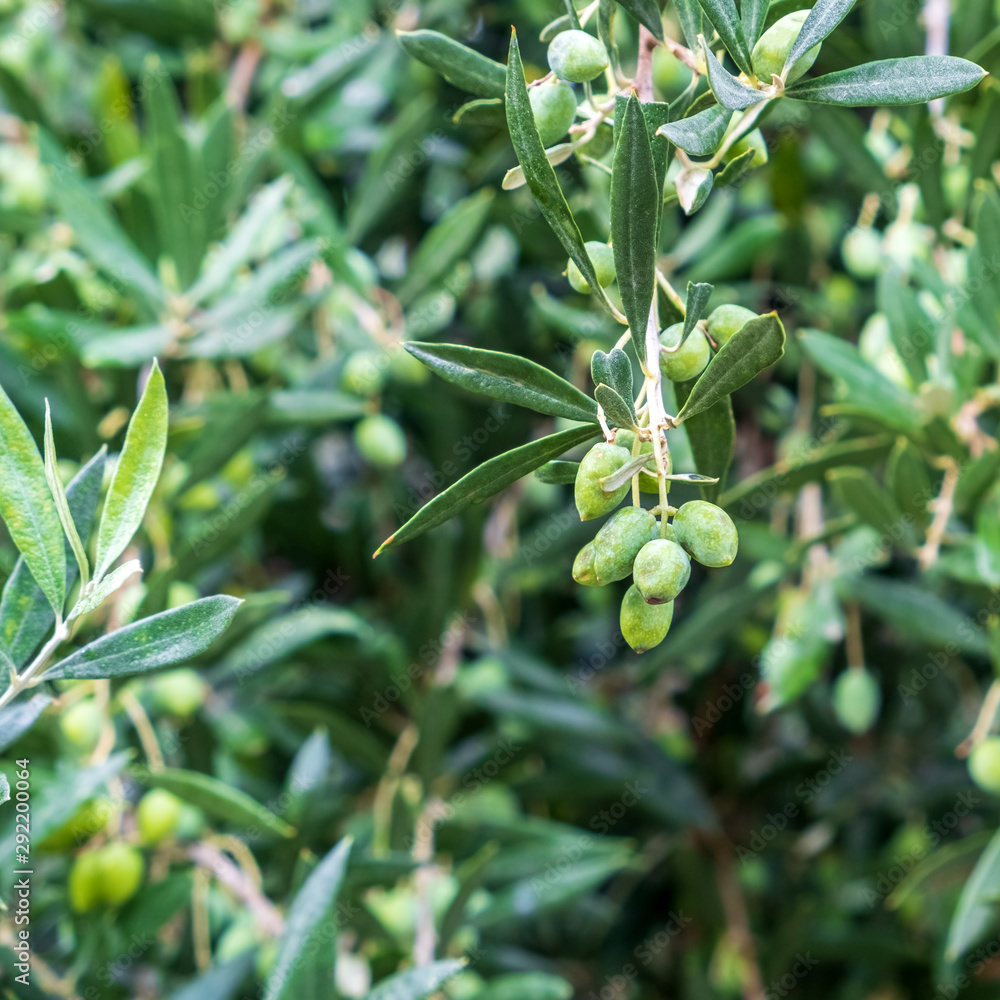 Detail of olive tree branch. Closeup of green olives fruits and leaves with selective focus and shallow depth of field, outdoors Detail of olive tree branch. Closeup of green olives fruits and leaves with selective focus and shallow depth of field, outdoors