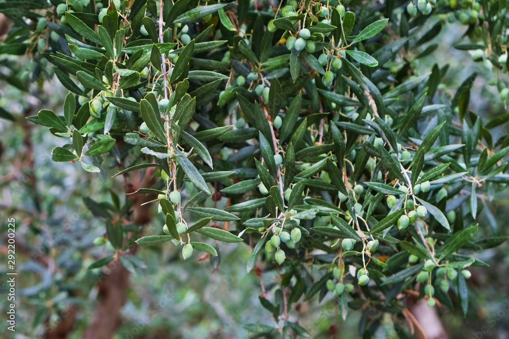 Detail of olive tree branch. Closeup of green olives fruits and leaves with selective focus and shallow depth of field, outdoors Detail of olive tree branch. Closeup of green olives fruits and leaves with selective focus and shallow depth of field, outdoors