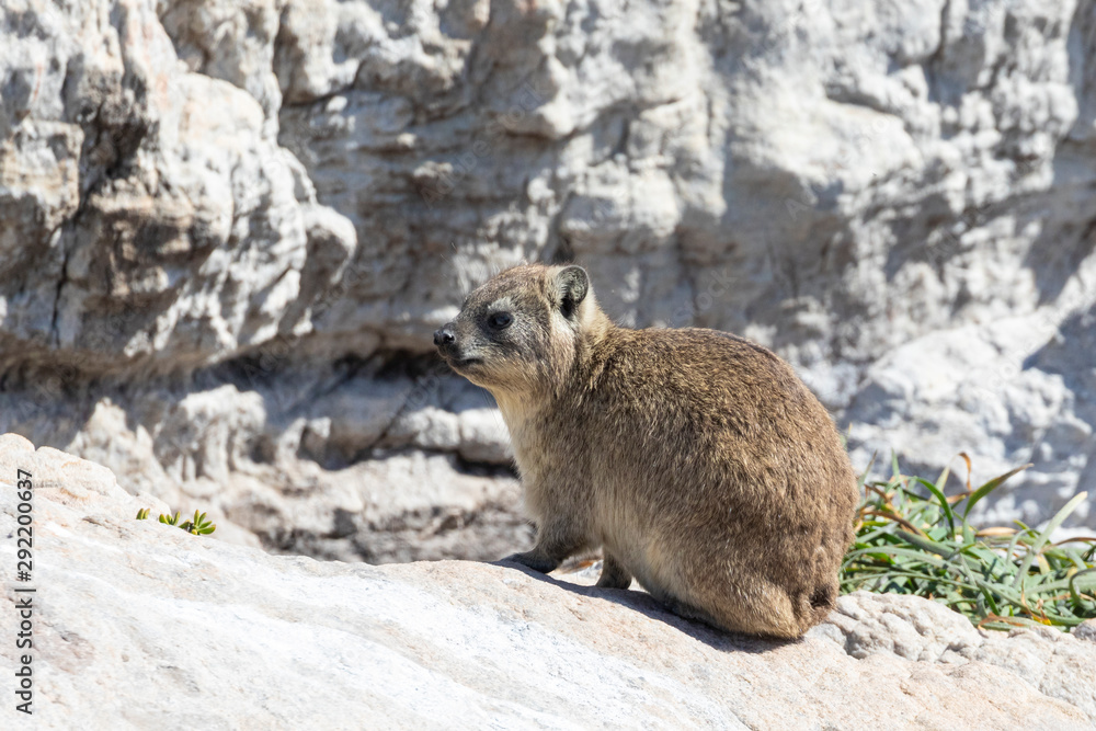 Fototapeta premium Cape Hyrax (Rock Rabbit, Rock Hyrax, Dassie), Procavia capensis, Stony Point Nature Reserve, Betty's Bay, South Africa on guano covered rocks 
