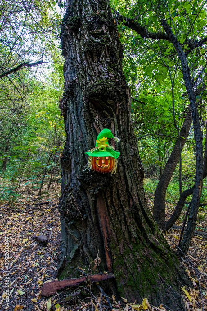 halloween pumpkin in a dark mystical forest halloween pumpkin in a dark mystical forest