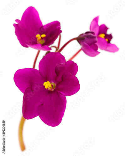 Fototapeta Naklejka Na Ścianę i Meble -  Violets beautiful flowers, background.