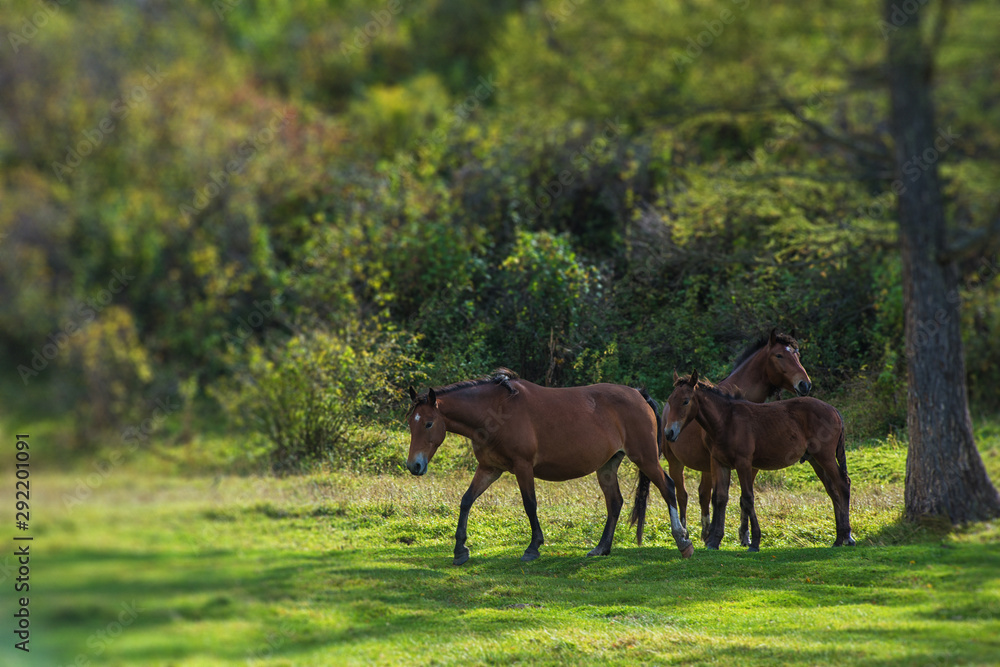 Wild horse in Altai mountain. beauty autumn day Wild horse in Altai mountain. beauty autumn day