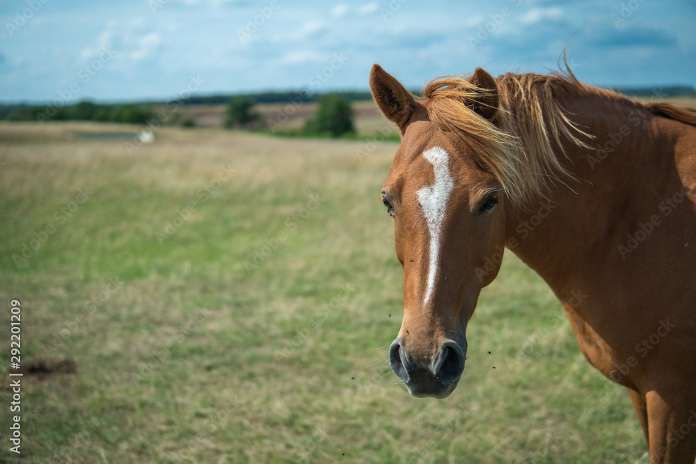 A single brown beautiful horse walking freely on a field. Österlen, Sweden in the summertime. A single brown beautiful horse walking freely on a field. Österlen, Sweden in the summertime.