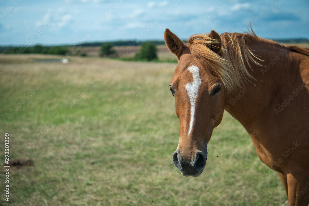 A single brown beautiful horse walking freely on a field. Österlen, Sweden in the summertime. 