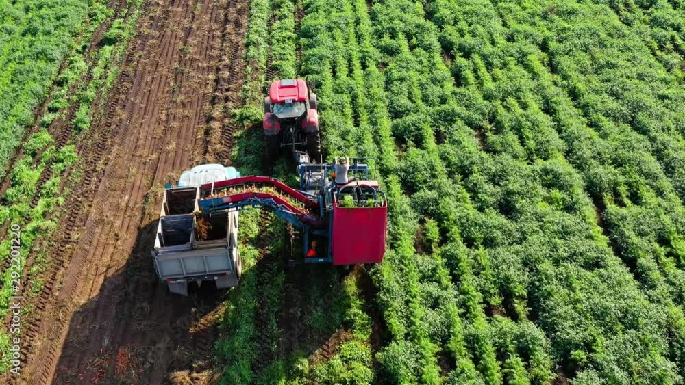Carrot harvesting using mechanized harvesting equipment and truck to
