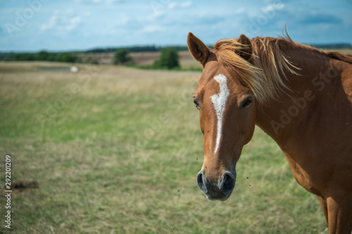A single brown beautiful horse walking freely on a field.   sterlen  Sweden in the summertime. 