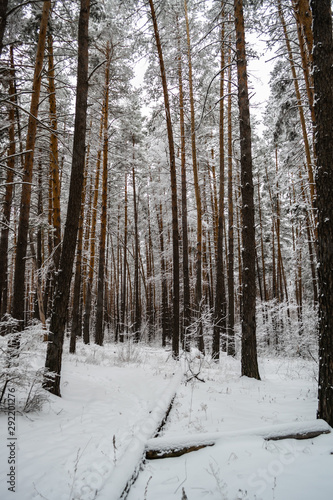 Pathway in snow covered pine forest with tall trees during winter day