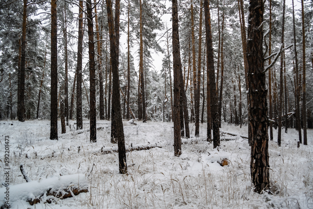 Fototapeta premium Pathway in snow covered pine forest with tall trees during winter day