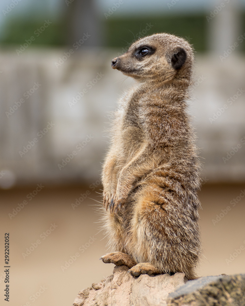 Fototapeta premium meerkat on guard
