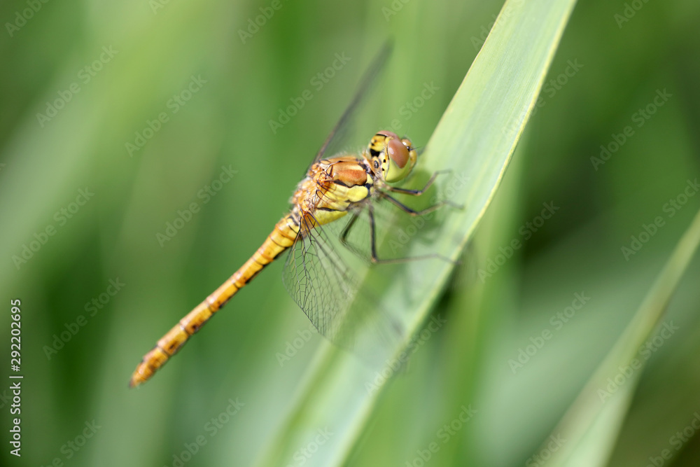 close up of a dragonfly on leaf close up of a dragonfly on leaf