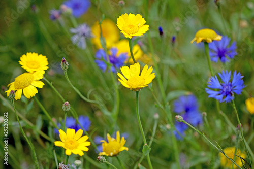 Fototapeta Naklejka Na Ścianę i Meble -  Close up view of beautiful wild flowers