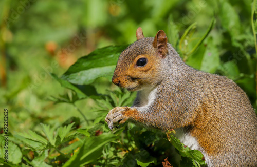 Close up of a Grey Squirrel (sciurus carolinensis) eating peanuts. Taken at Forest Farm Nature Reserve, Cardiff, Wales, UK