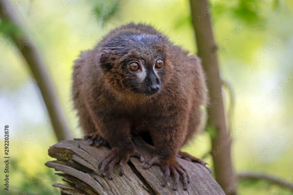 Fototapeta premium Red bellied Lemur on the tree