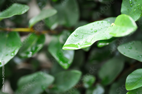 ficus pumila or climbing fig plant