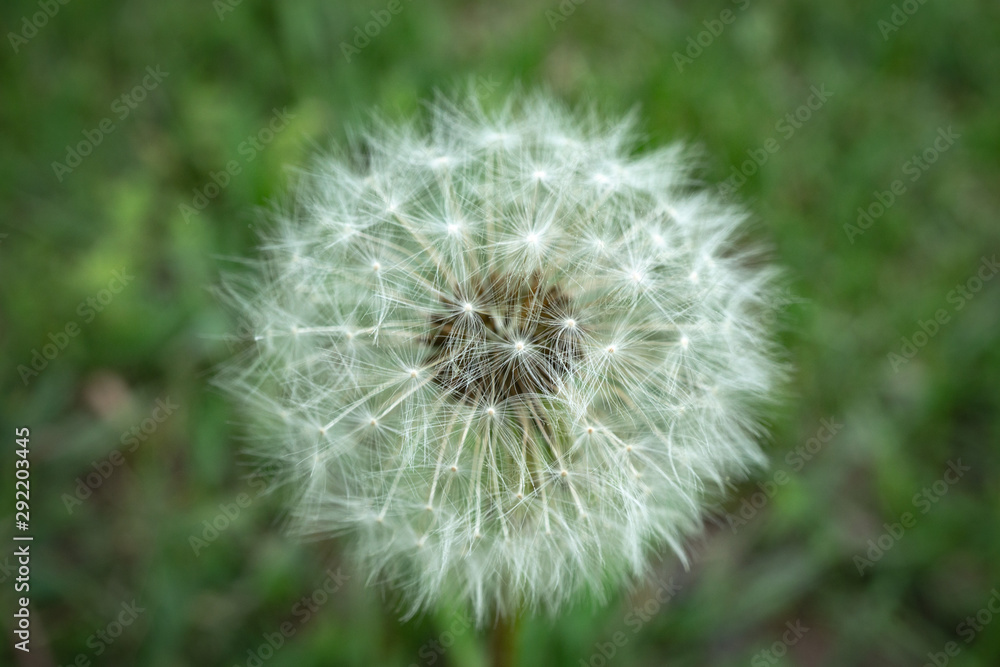 Fototapeta premium dandelion on background of green grass