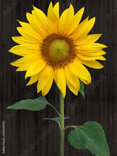 Sunflower on a dark wood background
