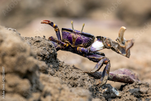 Uca tangeri crab wildlife concept