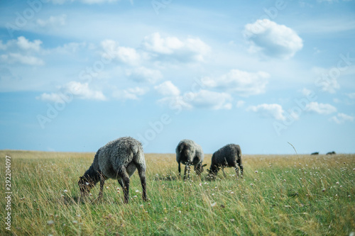 Sheeps feeding on a green field in the Swedish summertime. Österlen, Sweden
