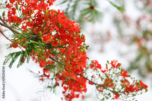 Delonix regia or Krishnachura photo