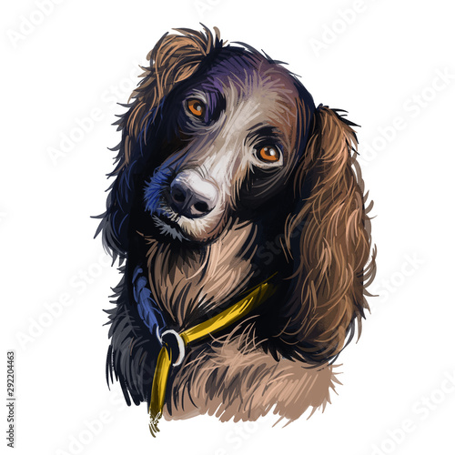 Saint-Usuge Spaniel dog portrait isolated on white. Digital art illustration of hand drawn dog for web, t-shirt print and puppy food cover design. Epagneul de Saint-Usuge, St-Usuge Spaniel. photo