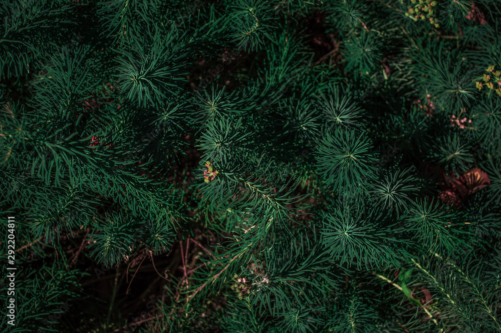 Coniferous branches texture