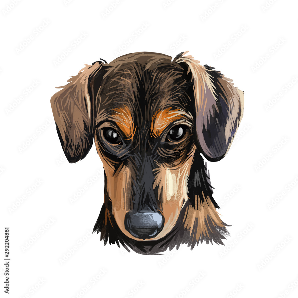Serbian Hound pet digital art, watercolor hand drawn poritair of canine.  Domestic animal from Serbia and Montenegro, Balkan puppy Stock Illustration  | Adobe Stock