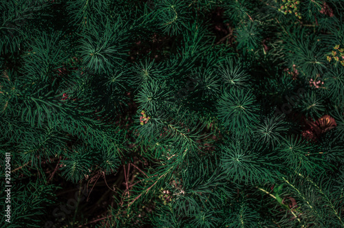 Coniferous branches texture