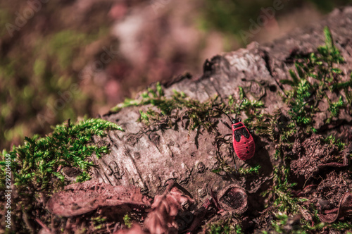 Firebug on the tree with moss