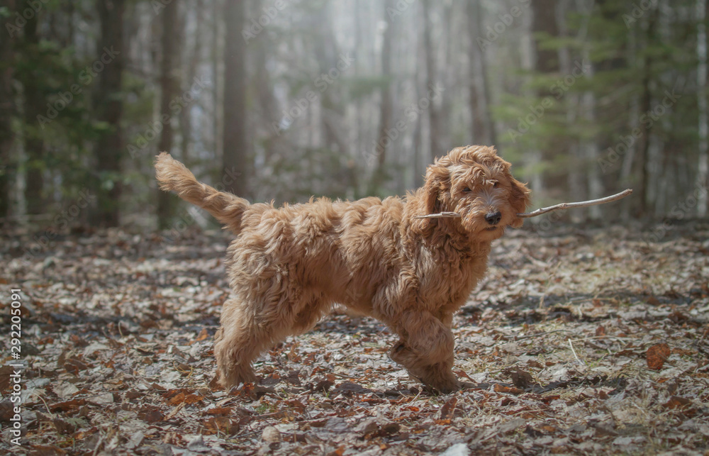 Golden-doodle 