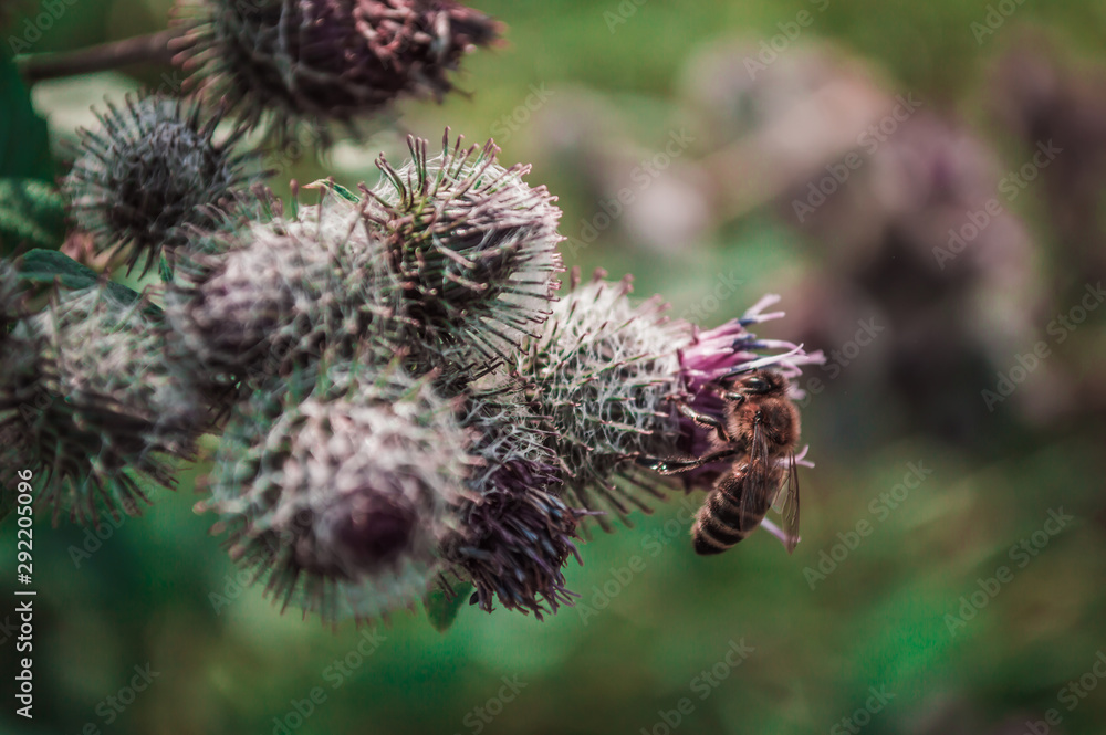 One bee on flower of thistle One bee on flower of thistle