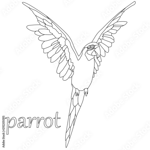 drawing a parrot in black and white, isolate on a white background