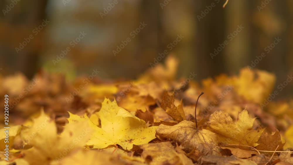 SLOW MOTION, BOKEH, CLOSE UP, DOF: Dry tree leaf falls onto a pile of other autumn colored leaves. Cinematic close up shot of a golden tree leaf falling from a deciduous tree in a picturesque forest.