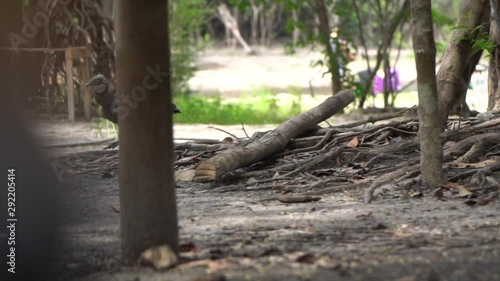 Wallpaper Mural Chicken Walking Between Woods on Coast of Amazon River, Manaus Brazil, Slowmotion Torontodigital.ca