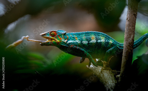 Green chameleon in the  jungle