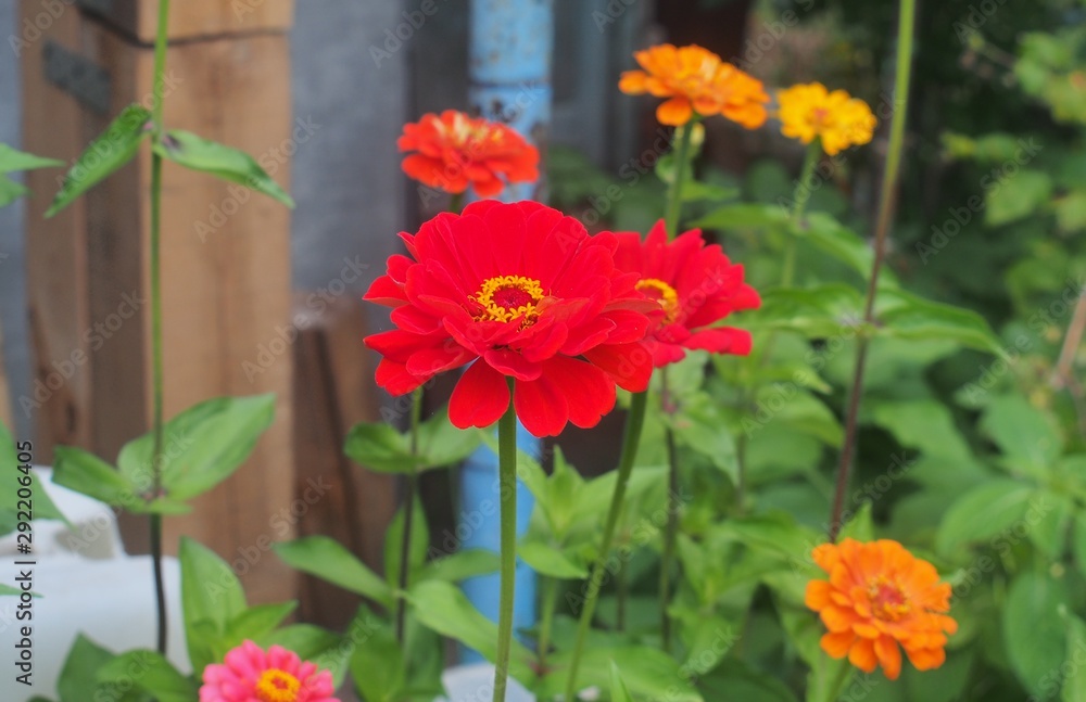 Colorful flower buds. In the garden bloom zinnias. Floriculture.