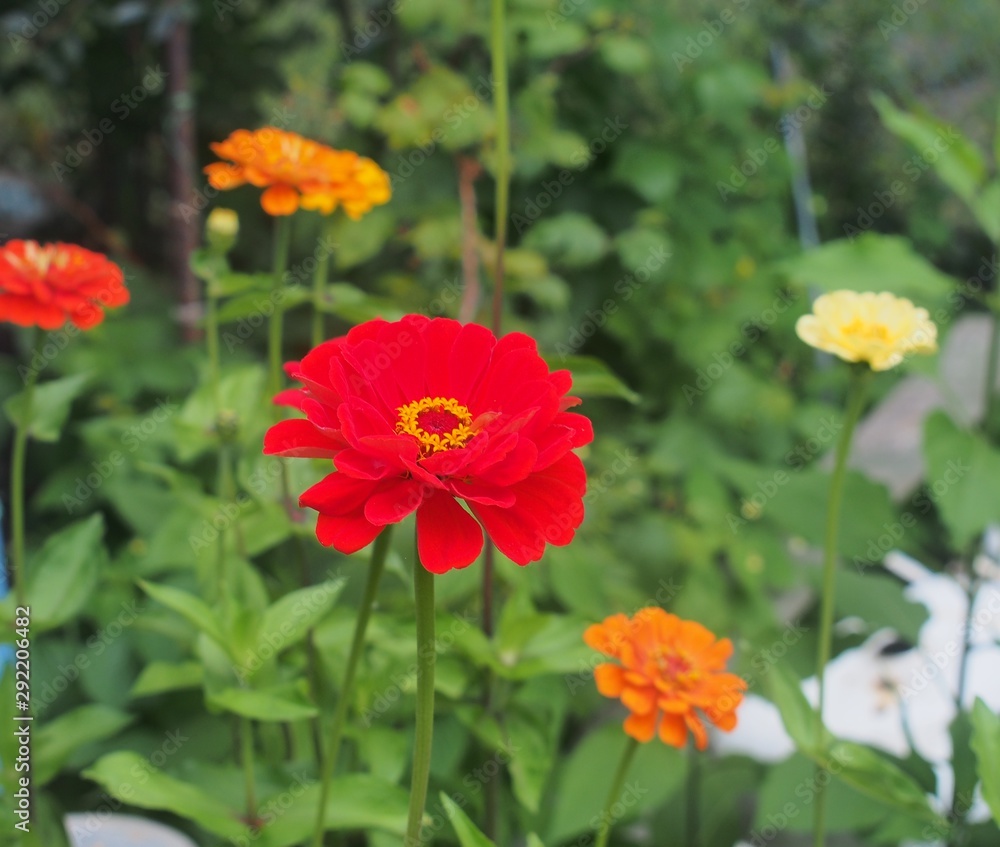 Colorful flower buds. In the garden bloom zinnias. Floriculture.