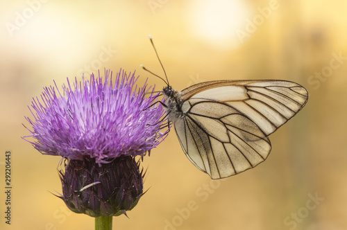 Fotografia Aporia crataegi black veined white precious white butterfly with black venation