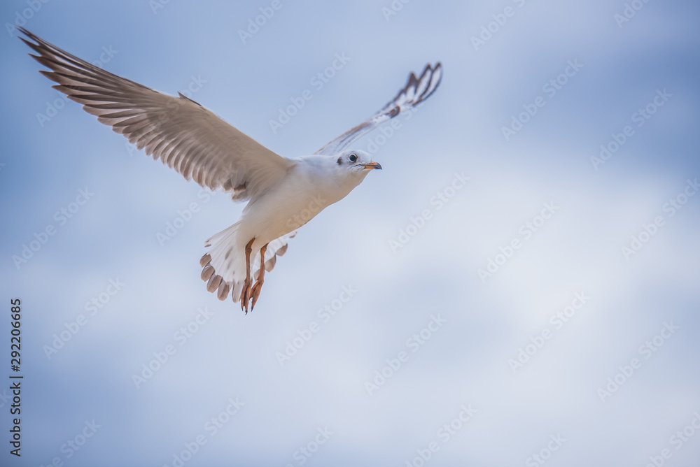 Obraz premium Seagull in flight