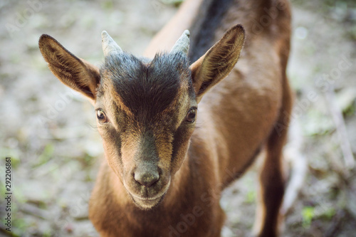 Fototapeta Naklejka Na Ścianę i Meble -  cute brown young goat