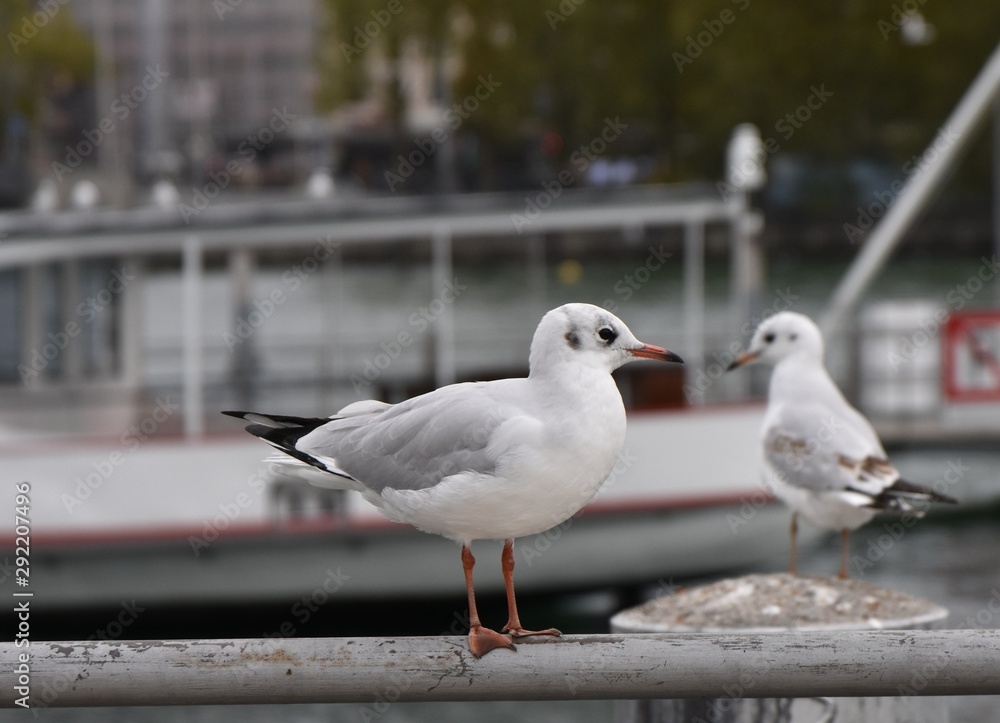 Two seagulls at the lake Zurich in autumn. Two seagulls at the lake Zurich in autumn.