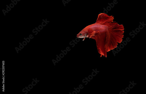 Red Siamese fighting fish (Betta) isolated on black background with clipping path