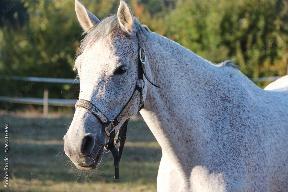 Obraz premium Kopf mit Halfter vom Schimmel