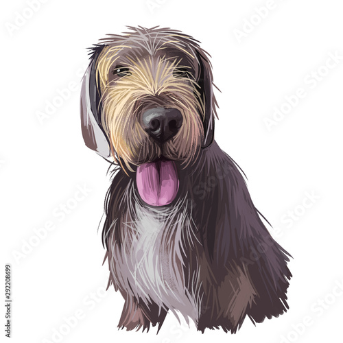 Slovak rough haired pointer sticking out tongue digital art. Pet hand drawn watercolor portrait closeup, doggish muzzle with fur, furry animal
