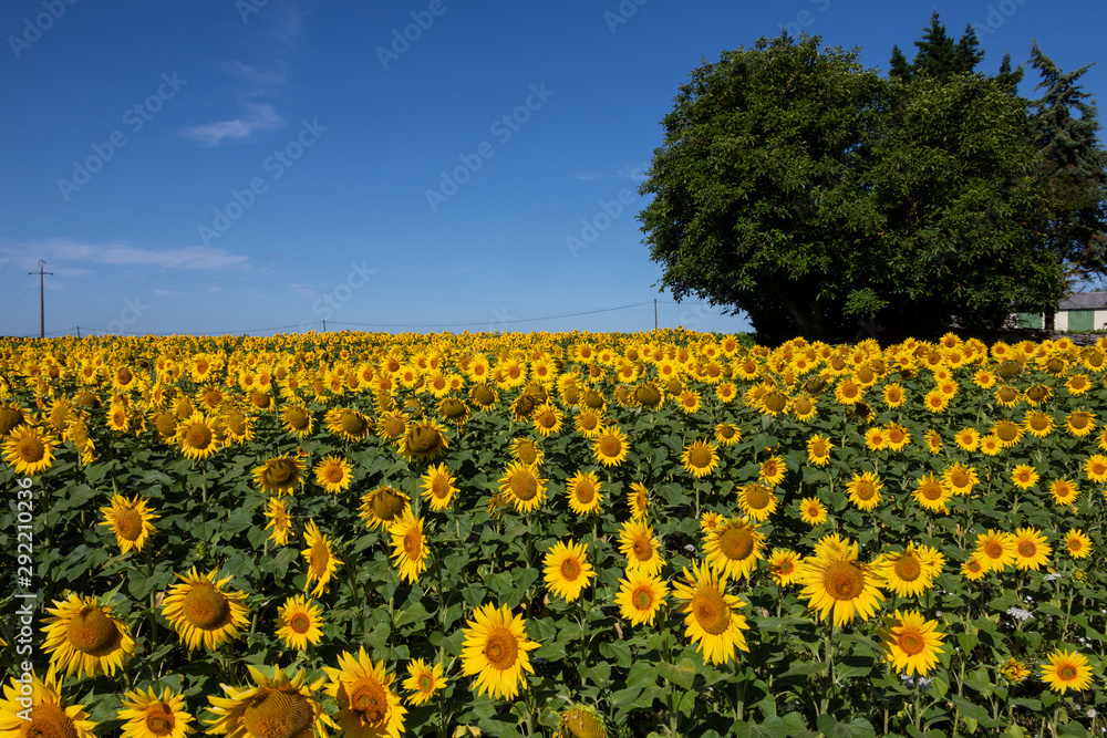 Sunflowers - Dordogne - France