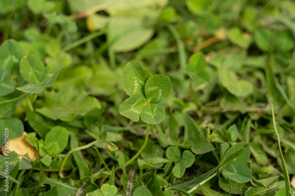 Four-leaf clover on the meadow - a symbol of luck. A rare find among the green grass of August Four-leaf clover on the meadow - a symbol of luck. A rare find among the green grass of August