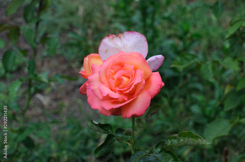 pink rose on a background of green leaves on a natural rose bush in the garden pink rose on a background of green leaves on a natural rose bush in the garden