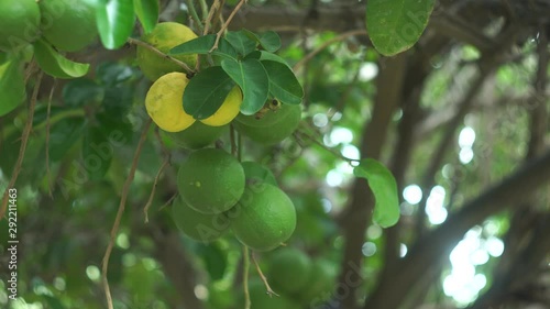 Organic inmature oranges at Los Cabos  photo