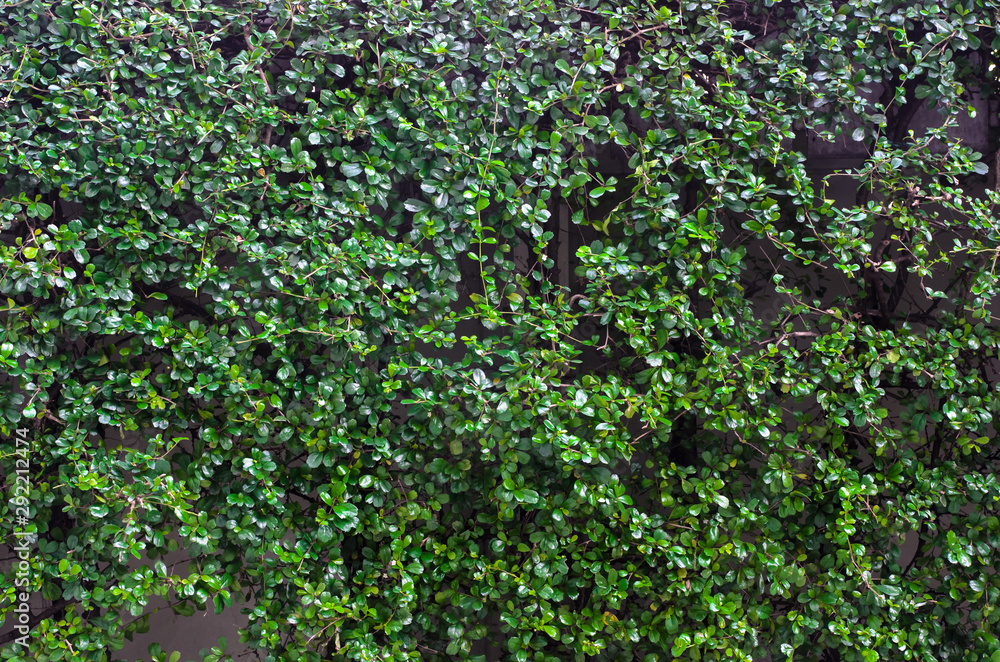 Vertical garden green leaves wall of the tropical forest plant or nature tree fence, for texture, background.